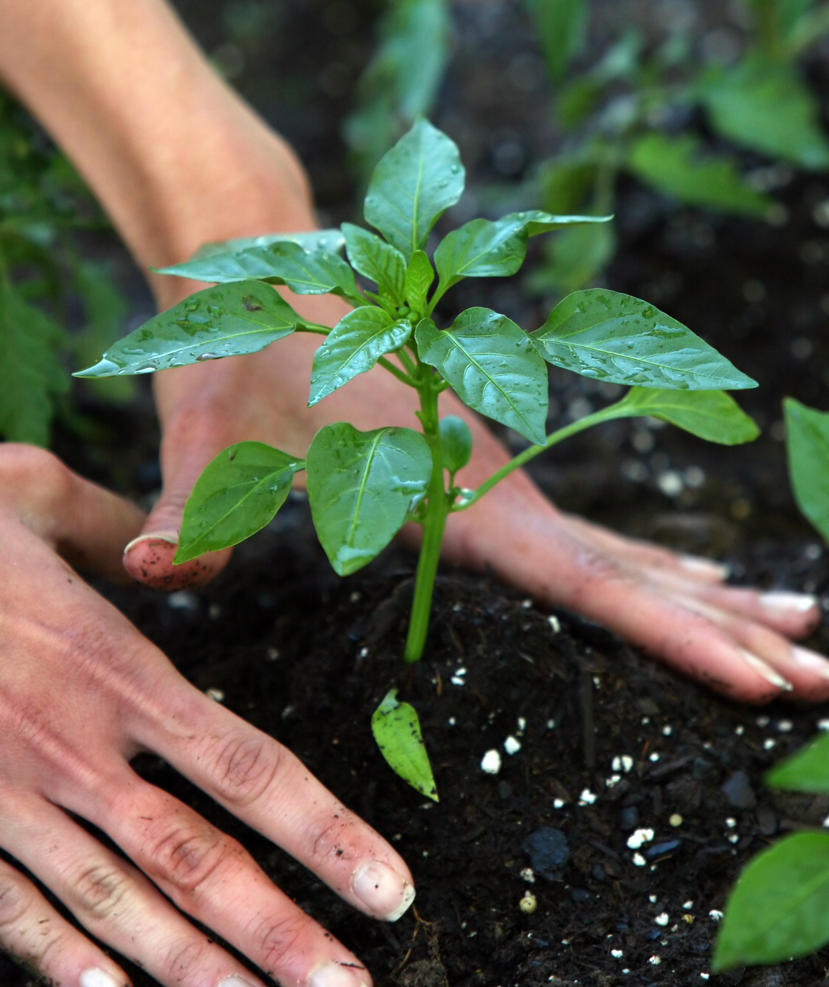 gardening-2